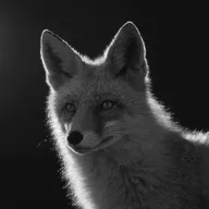 Original photograph: black and white studio portrait of a fox against a dark background